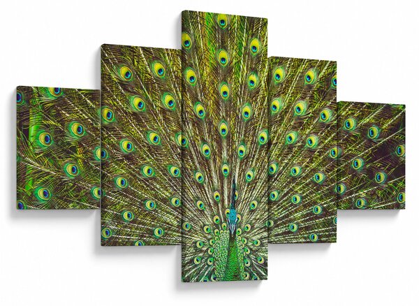 Obraz - Paw (125x70 cm)