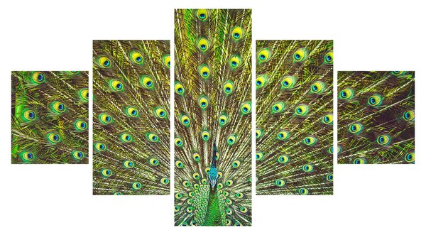 Obraz - Paw (125x70 cm)