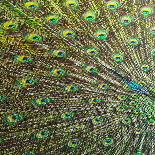 Obraz - Paw (125x70 cm)