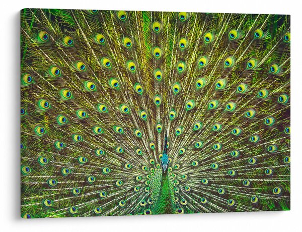 Obraz - Paw (70x50 cm)