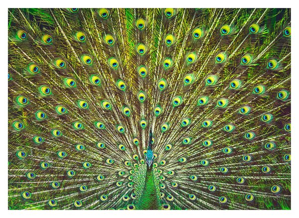 Obraz - Paw (70x50 cm)