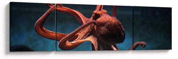 Obraz - Ośmiornica (170x50 cm)