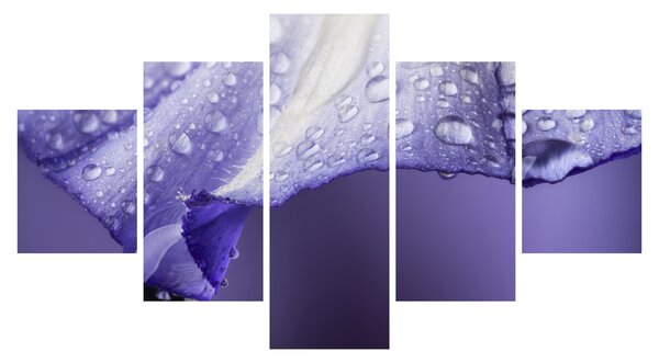 Obraz - Płatek z kroplami (125x70 cm)