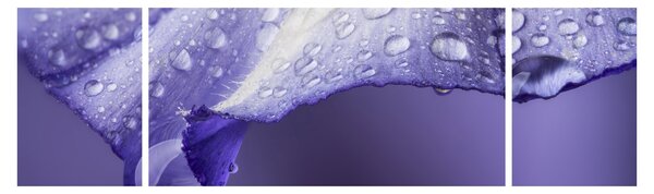 Obraz - Płatek z kroplami (170x50 cm)