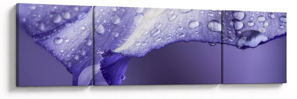 Obraz - Płatek z kroplami (170x50 cm)