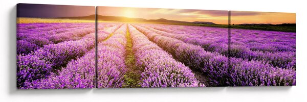Obraz - Wschód słońca na polu lawendy (170x50 cm)