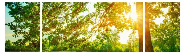 Obraz - Słoneczny Las (170x50 cm)