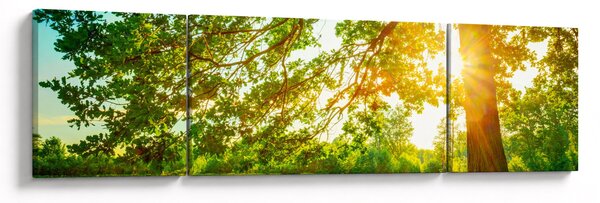 Obraz - Słoneczny Las (170x50 cm)