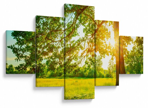 Obraz - Słoneczny Las (125x70 cm)