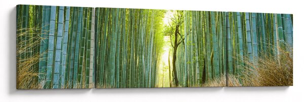 Obraz - Las bambusowy (170x50 cm)
