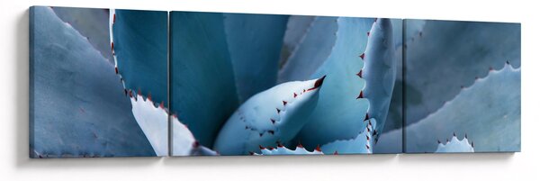 Obraz - Agawa (170x50 cm)