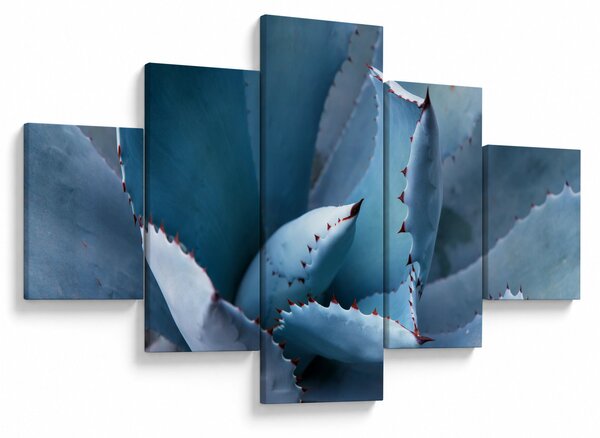 Obraz - Agawa (125x70 cm)