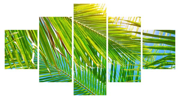 Obraz - Liście palmowe (125x70 cm)