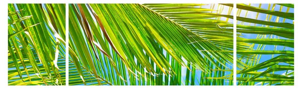 Obraz - Liście palmowe (170x50 cm)