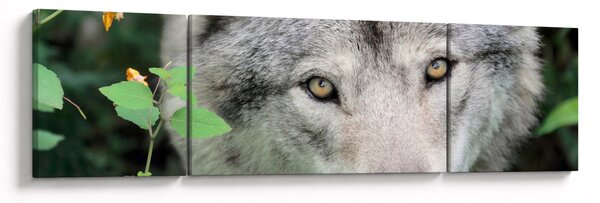 Obraz - Portret wilka (170x50 cm)