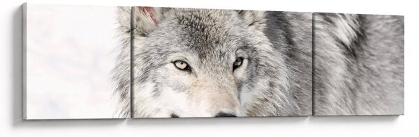 Obraz - Wilk w naturze (170x50 cm)