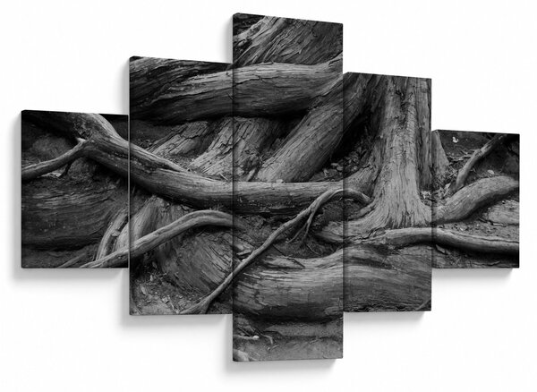 Obraz - Korzenie drzewa (125x70 cm)