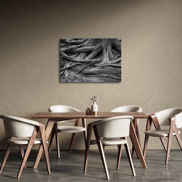 Obraz - Korzenie drzewa (70x50 cm)