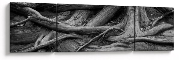 Obraz - Korzenie drzewa (170x50 cm)