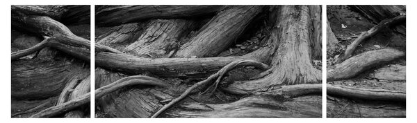 Obraz - Korzenie drzewa (170x50 cm)