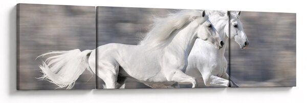 Obraz - Białe konie zimą (170x50 cm)