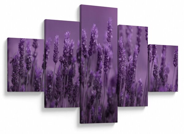 Obraz - Lawenda (125x70 cm)