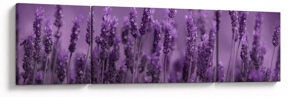 Obraz - Lawenda (170x50 cm)