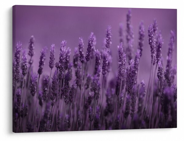 Obraz - Lawenda (70x50 cm)