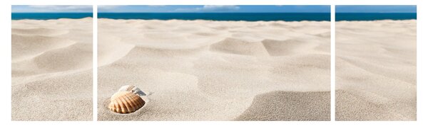 Obraz - Muszle na plaży (170x50 cm)