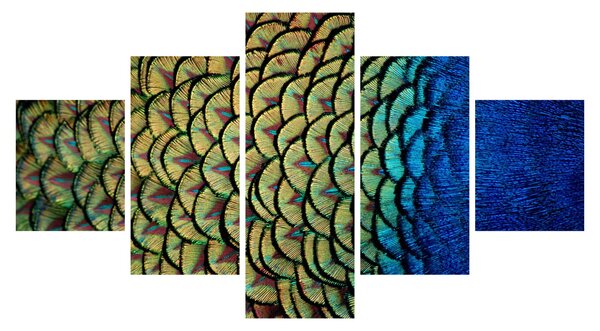Obraz - Pawie pióra (125x70 cm)