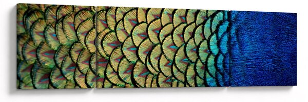 Obraz - Pawie pióra (170x50 cm)