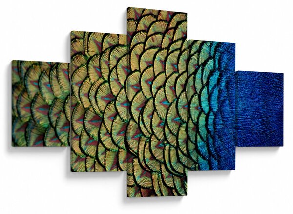 Obraz - Pawie pióra (125x70 cm)