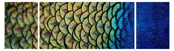 Obraz - Pawie pióra (170x50 cm)