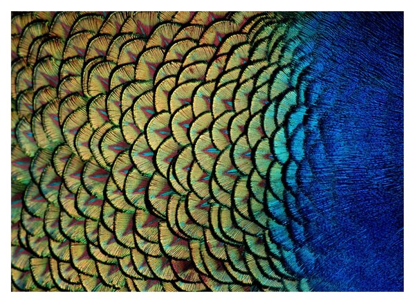 Obraz - Pawie pióra (70x50 cm)