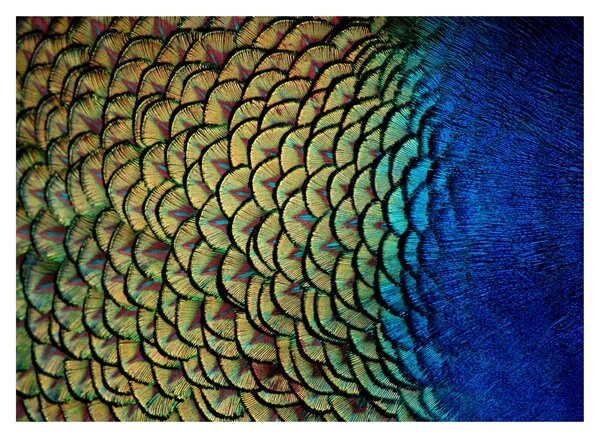 Obraz na szkle - Pawie pióra (70x50 cm)