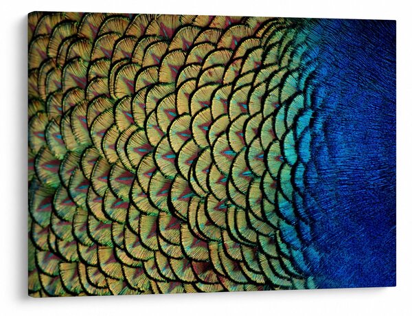 Obraz - Pawie pióra (70x50 cm)