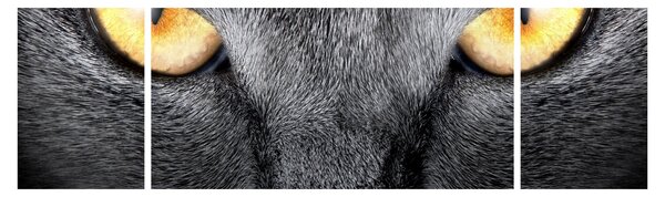 Obraz - Portret kota z bliska (170x50 cm)