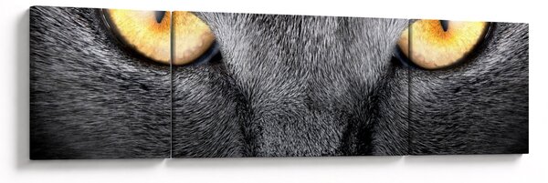 Obraz - Portret kota z bliska (170x50 cm)