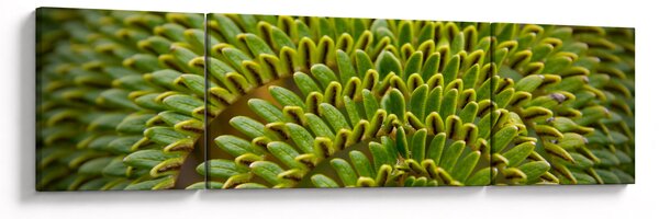 Obraz - Paproć (170x50 cm)