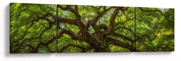 Obraz - Zielone drzewo (170x50 cm)