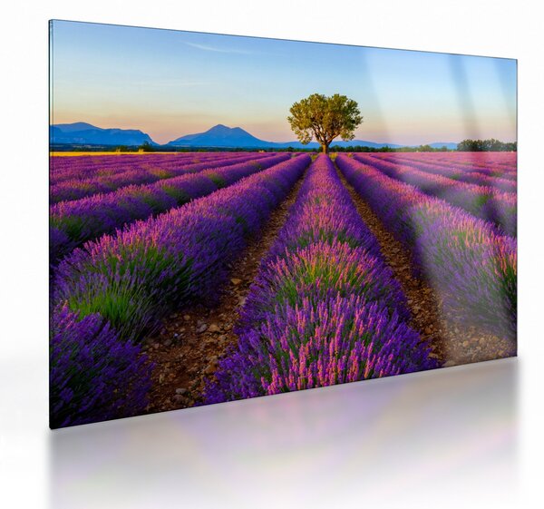 Obraz na szkle - Pole lawendy (70x50 cm)