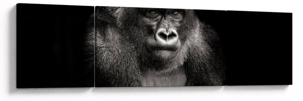 Obraz - Goryl (170x50 cm)