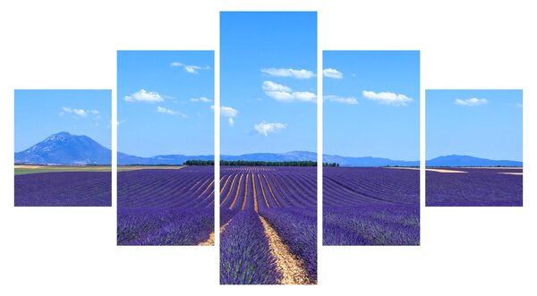 Obraz - Pole lawendy (125x70 cm)