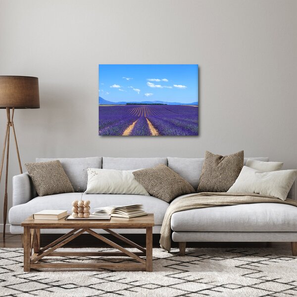 Obraz - Pole lawendy (70x50 cm)