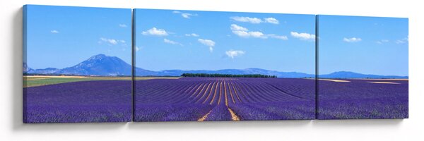 Obraz - Pole lawendy (170x50 cm)
