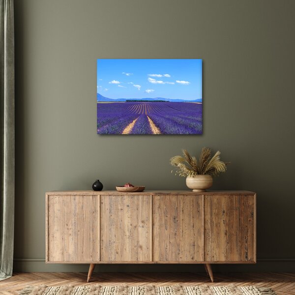Obraz - Pole lawendy (70x50 cm)