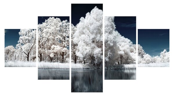 Obraz - Śnieżnobiałe drzewa (125x70 cm)