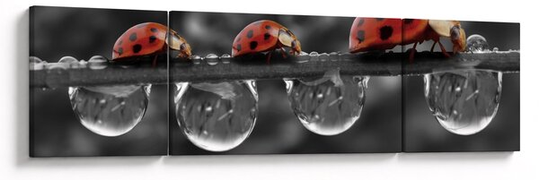 Obraz - Słonecznik, czarno-biały (170x50 cm)