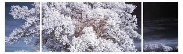Obraz - Śnieżnobiałe drzewo (170x50 cm)