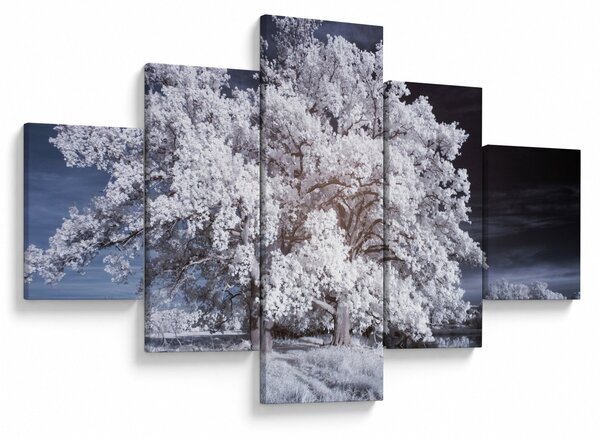 Obraz - Śnieżnobiałe drzewo (125x70 cm)